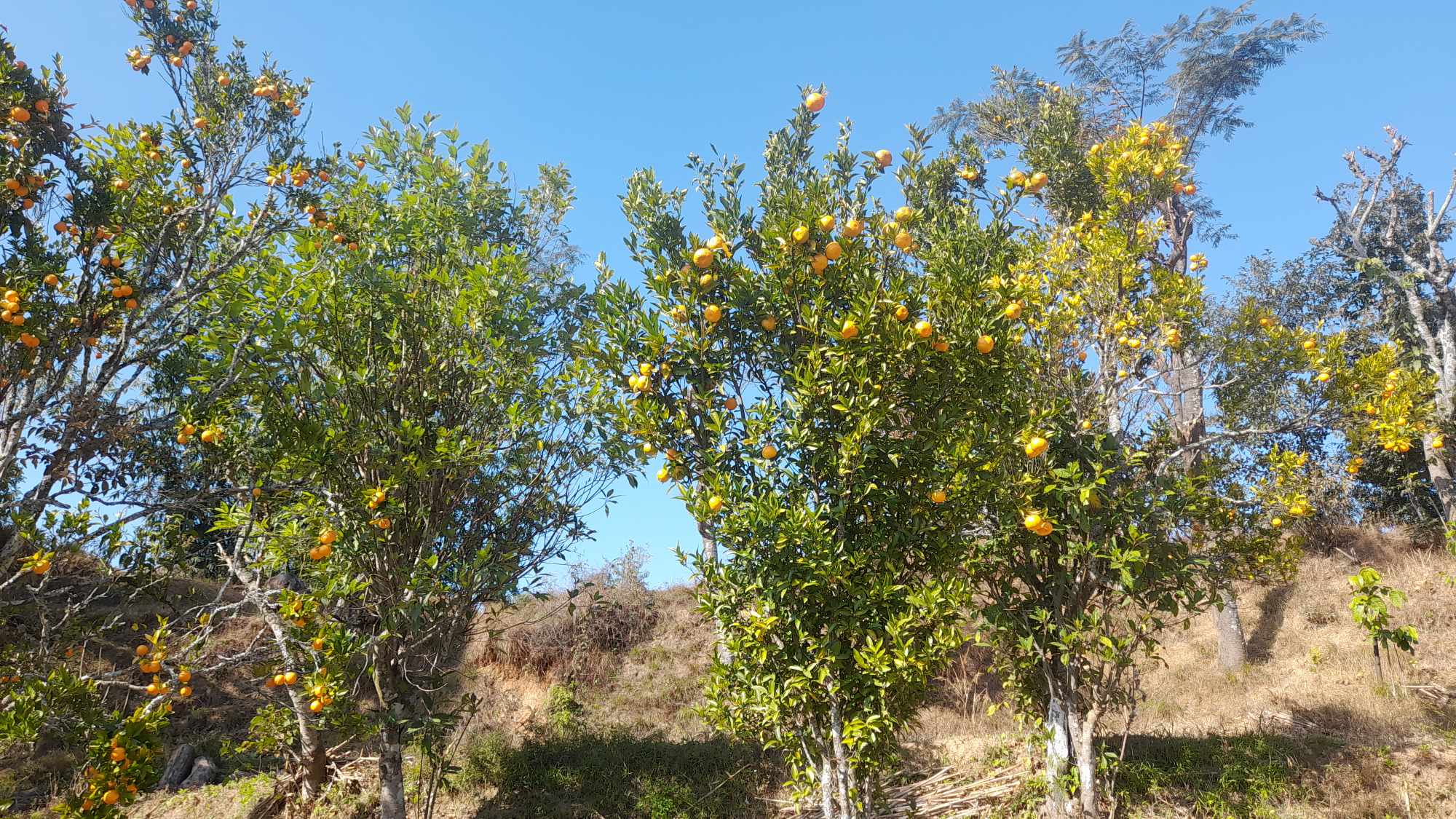 यस बर्ष सुन्तला उत्पादन व्हात्तै घट्यो रानिगाउँमा