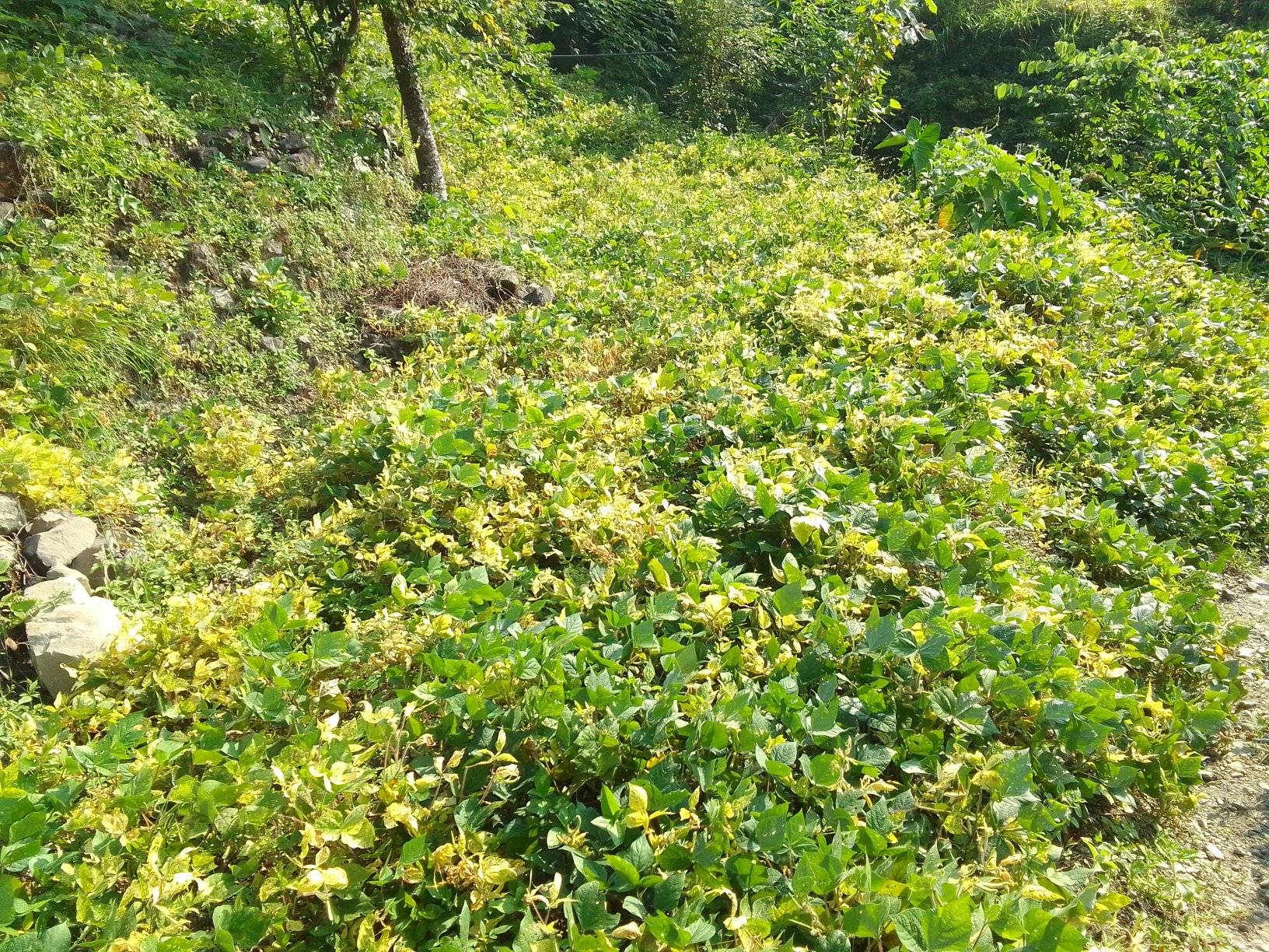माङसेबुङको रैथाने दालको लोकप्रियता